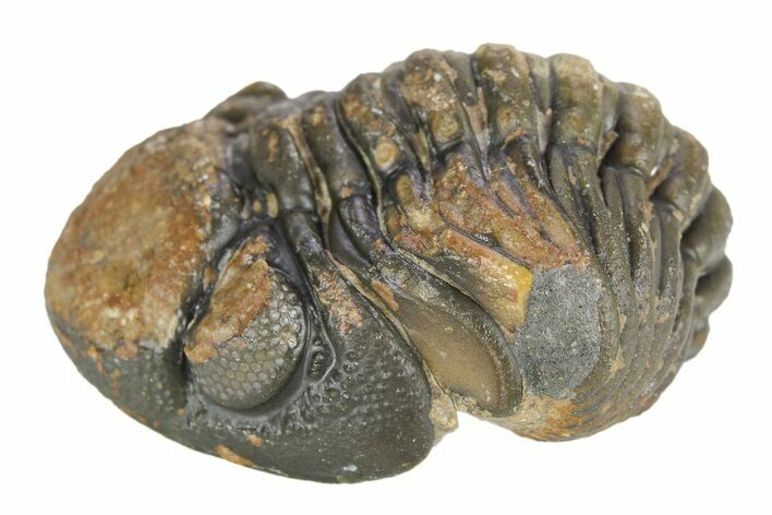 Long Curled Morocops Trilobite - Morocco #252640